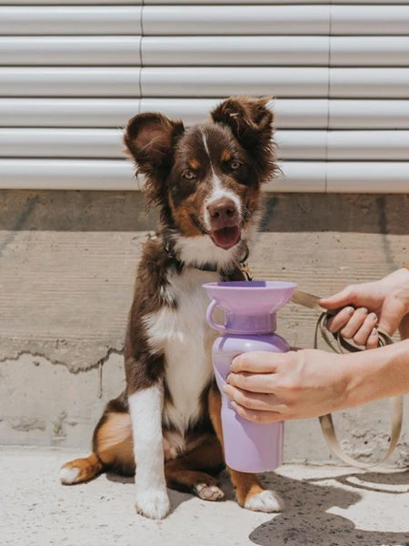 Gourde Pour Chien Avec Distributeur Dâeau - Large (65 Cl) Lila - Springer â Image 2