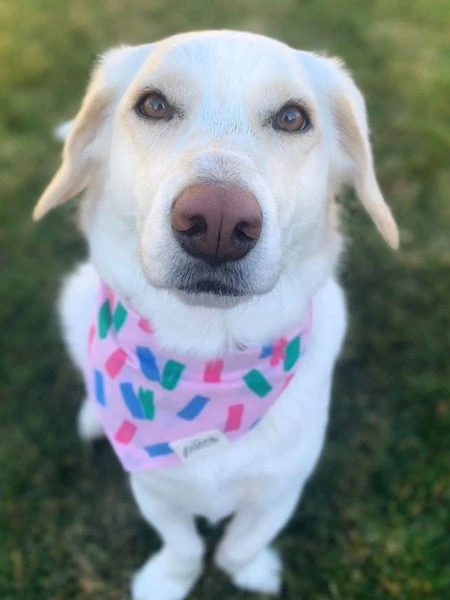 Bandana Pour Chien - Motif Funfetti đ - The Paws â Image 2