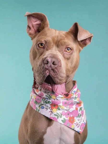 Bandana Pour Chien - Motif Fleuri Blossom - The Paws â Image 2