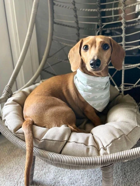 Bandana Pour Chien - Motif Surf 🏄🏻‍♀️ - The Paws – Image 2