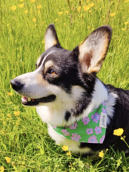 Bandana Pour Chien - Motif Ziggy đŒ - The Paws â Image 2