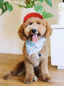 Bandana Pour Chien - Motif Baseball ⟠- The Paws