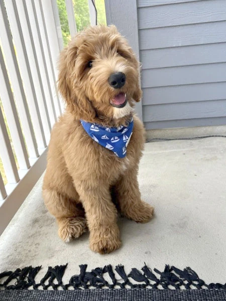 Bandana Pour Chien - Motif Voilier â” - The Paws â Image 2