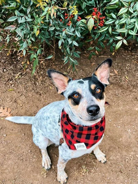 Bandana Pour Chien - Motif Bûcheron - The Paws – Image 2