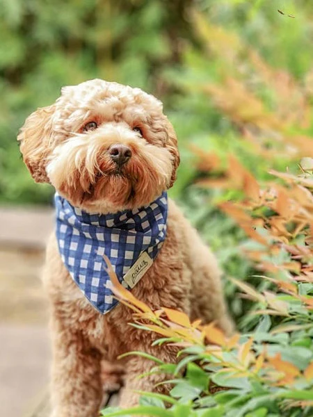 Bandana Pour Chien - Motif Carreaux Bleus - The Paws – Image 2