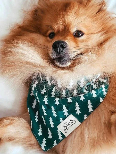 Bandana Pour Chien - Motif Forest Sapin - The Paws â Image 2
