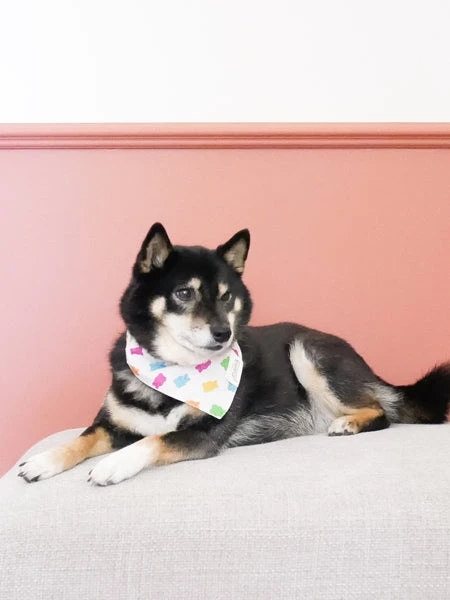 Bandana Pour Chien - Motif Gummi đ§ž - The Paws â Image 2