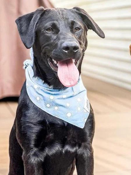 Bandana Pour Chien - Motif Sunday - The Paws â Image 2