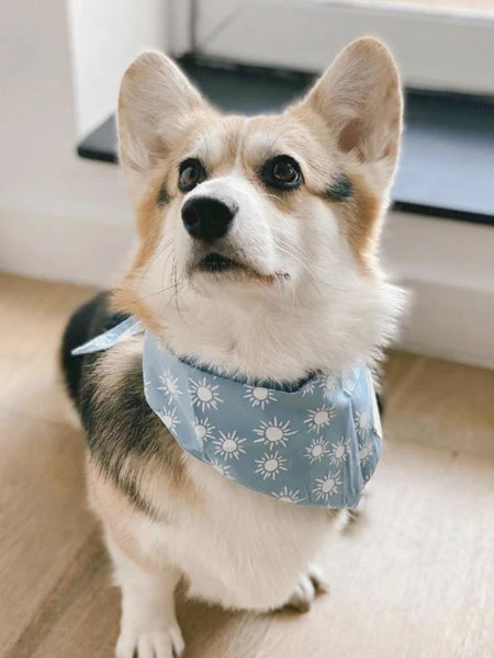 Bandana Pour Chien - Motif Sunday - The Paws â Image 3