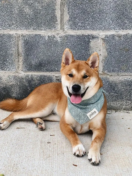 Bandana Pour Chien - Motif Trail ⛰️ - The Paws – Image 2