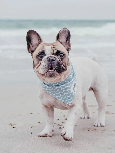 Bandana Pour Chien - Motif Vague - The Paws â Image 3