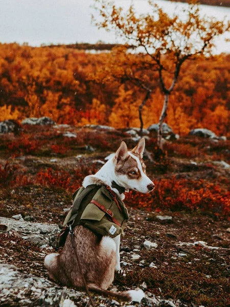 Ranger Pack - Sac à Dos Pour Chien - Vert Foret - Wolf Republic – Image 6