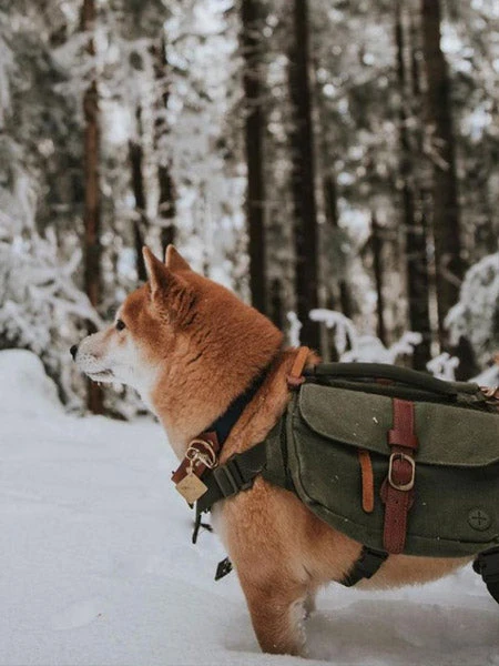 Ranger Pack - Sac à Dos Pour Chien - Vert Foret - Wolf Republic – Image 7