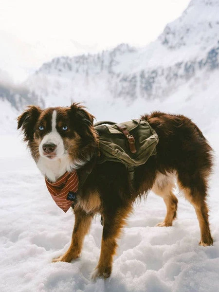 Ranger Pack - Sac à Dos Pour Chien - Vert Foret - Wolf Republic – Image 3
