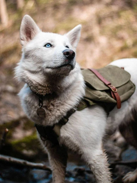 Ranger Pack - Sac à Dos Pour Chien - Vert Foret - Wolf Republic – Image 2