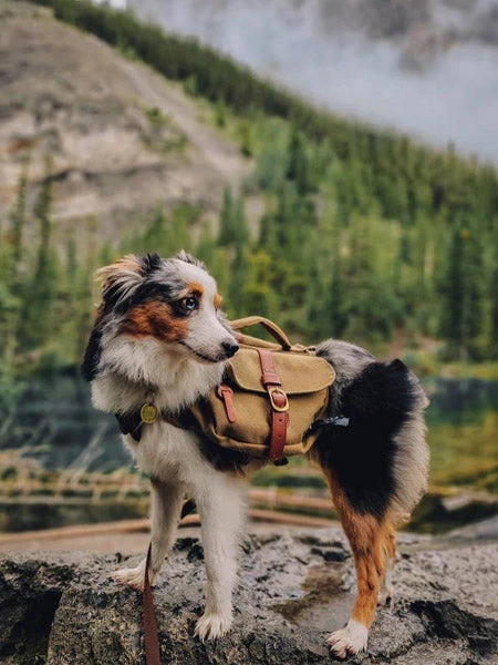 Ranger Pack - Sac Ă Dos Pour Chien - Whiskey - Wolf Republic â Image 5