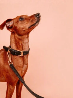 Laisse En Cuir Vegan Et Bouteilles Recyclées Pour Chien - Noir - Barkalot