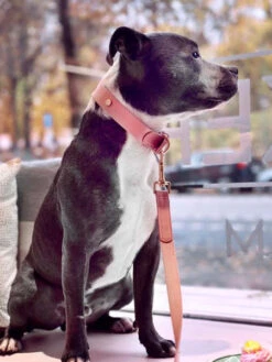 Collier En Cuir Vegan Et Bouteilles Recyclées Pour Chien - Rose - Barkalot