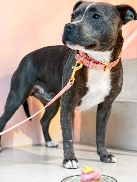 Collier En Cuir Vegan Et Bouteilles Recyclées Pour Chien - Rose - Barkalot – Image 3