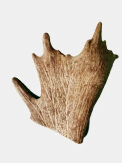 Bois De Daim à Mâcher Naturel Pour Chien