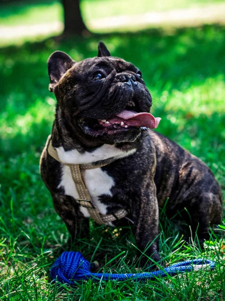 Jouet En Corde Pour Chiot Et Chien - Bullet Bleu – Image 2