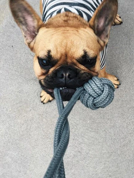 Jouet En Corde Pour Chiot Et Chien - Bullet Bleu – Image 3