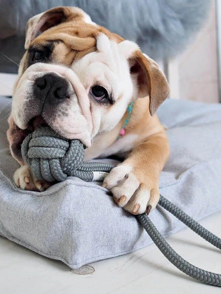 Jouet En Corde Pour Chiot Et Chien - Bullet Gris – Image 3