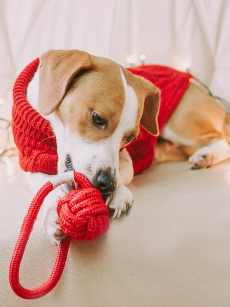 Jouet En Corde Pour Chiot Et Chien - Bullet Rouge â Image 2