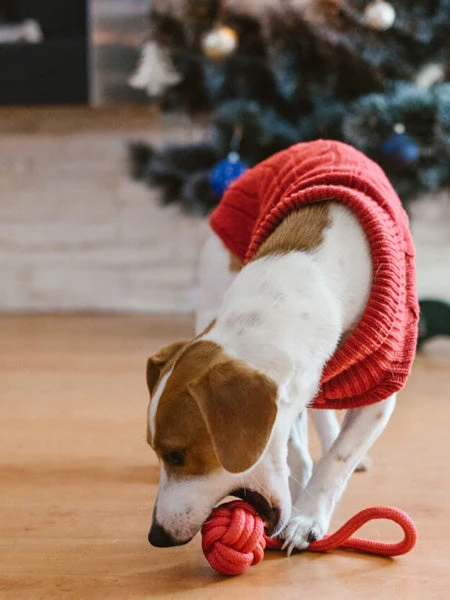 Jouet En Corde Pour Chiot Et Chien - Bullet Rouge â Image 3