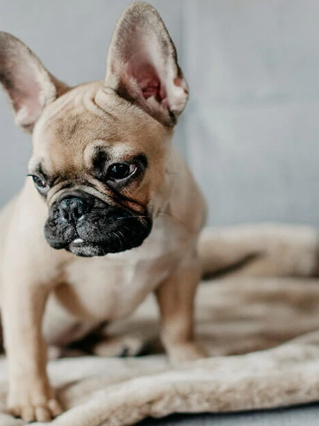 Plaid Confortable Pour Chien Et Chiot - NAP - Gris – Image 4