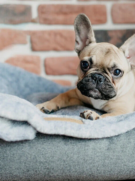 Plaid Confortable Pour Chien Et Chiot - NAP - Gris – Image 2