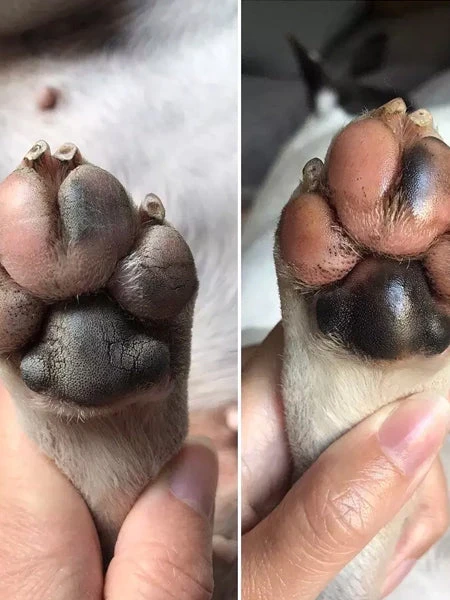 Stick Doux Coussinets đŸ Pour Chien - Dexter & Mango â Image 3