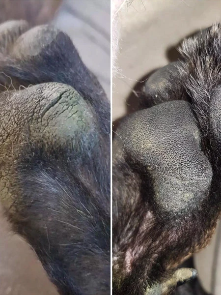 Stick Doux Coussinets đŸ Pour Chien - Dexter & Mango â Image 4