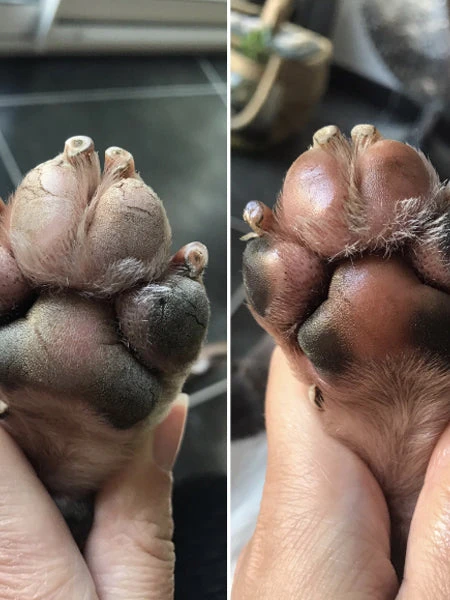 Stick Doux Coussinets đŸ Pour Chien - Dexter & Mango â Image 5