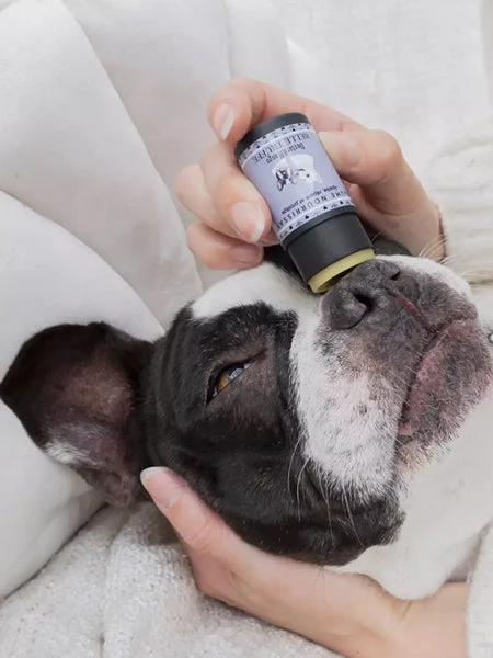 Stick Belle Truffe đ Pour Chien - Dexter & Mango â Image 2