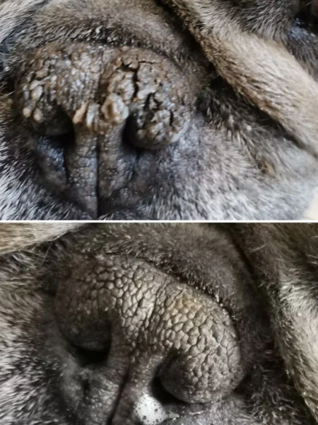 Stick Belle Truffe đ Pour Chien - Dexter & Mango â Image 3