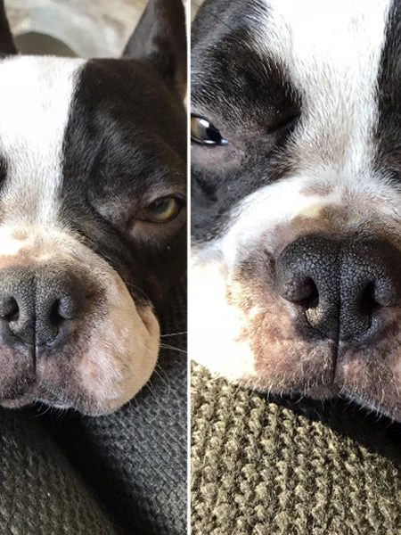 Stick Belle Truffe đ Pour Chien - Dexter & Mango â Image 4