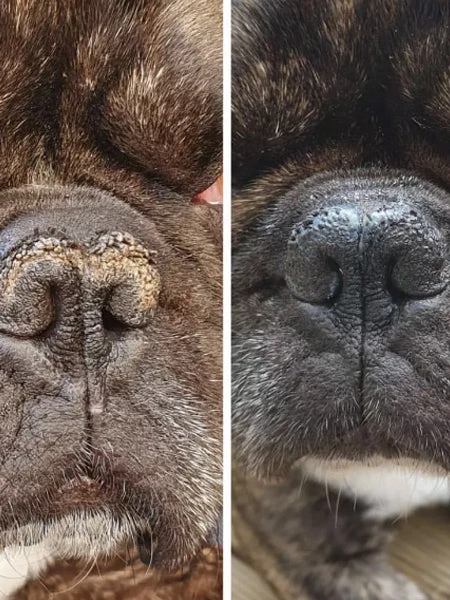 Stick Belle Truffe đ Pour Chien - Dexter & Mango â Image 5