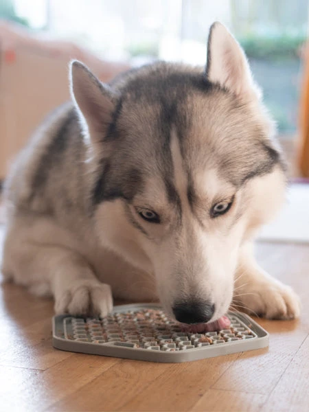 Tapis D'occupation Pour Chien Et Chat - Sable â Image 3