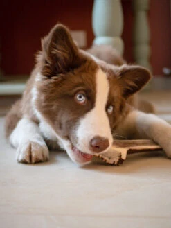 Bois De Cerf Tranché à Mâcher Naturel Pour Chien