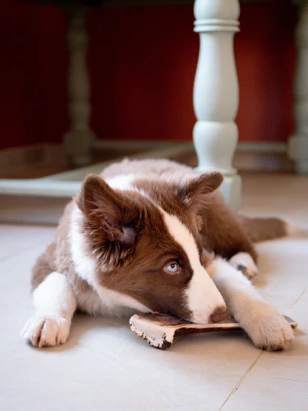 Bois De Cerf Tranché à Mâcher Naturel Pour Chien – Image 3