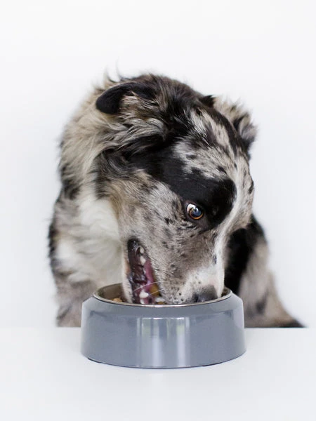 Gamelle YOOMY Pour Chien - Gris – Image 2