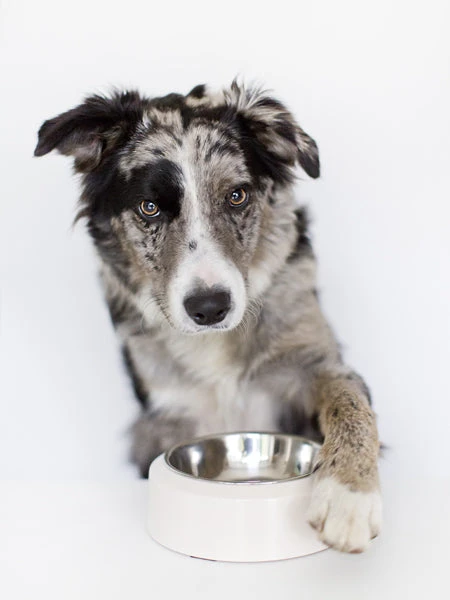 Gamelle YOOMY Pour Chien - Gris – Image 5