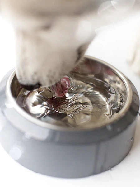 Gamelle YOOMY Pour Chien - Rose – Image 4