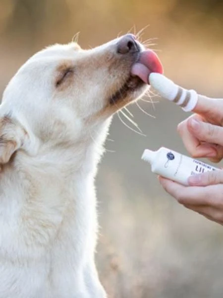 Dentifrice Naturel Pour Chien Et Chat – Image 4