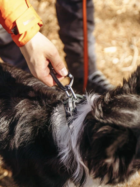 Collier Pour Chien - Roam Collar Noir - Non-Stop Dogwear â Image 2