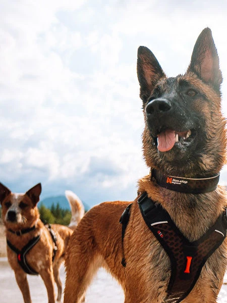 Collier Pour Chien - Rock Adjustable Collar - Non-Stop Dogwear â Image 3