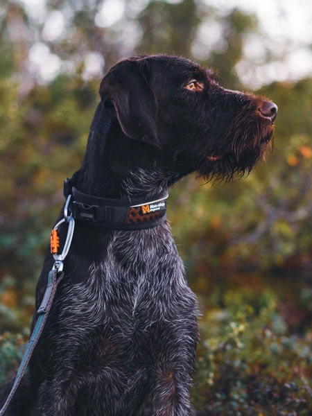 Collier Pour Chien - Rock Adjustable Collar - Non-Stop Dogwear â Image 2