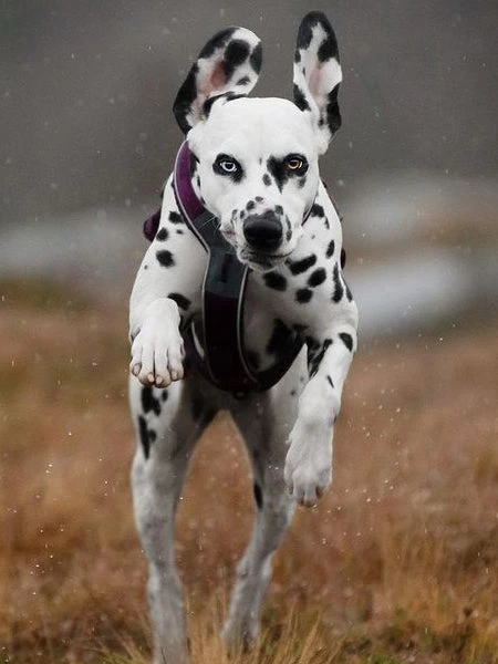 Harnais Pour Chien - Line Harness 5.0 - Violet - Non-Stop Dogwear – Image 3