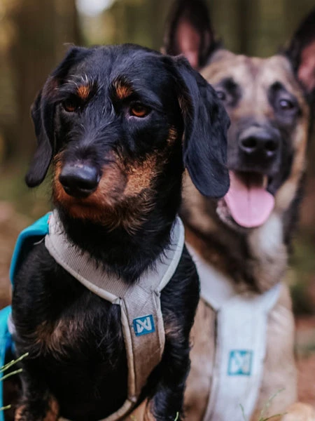 Non-stop Dogwear Harnais Pour Chien - Freemotion Harness 5.0 - Bleu/Gris â Image 2